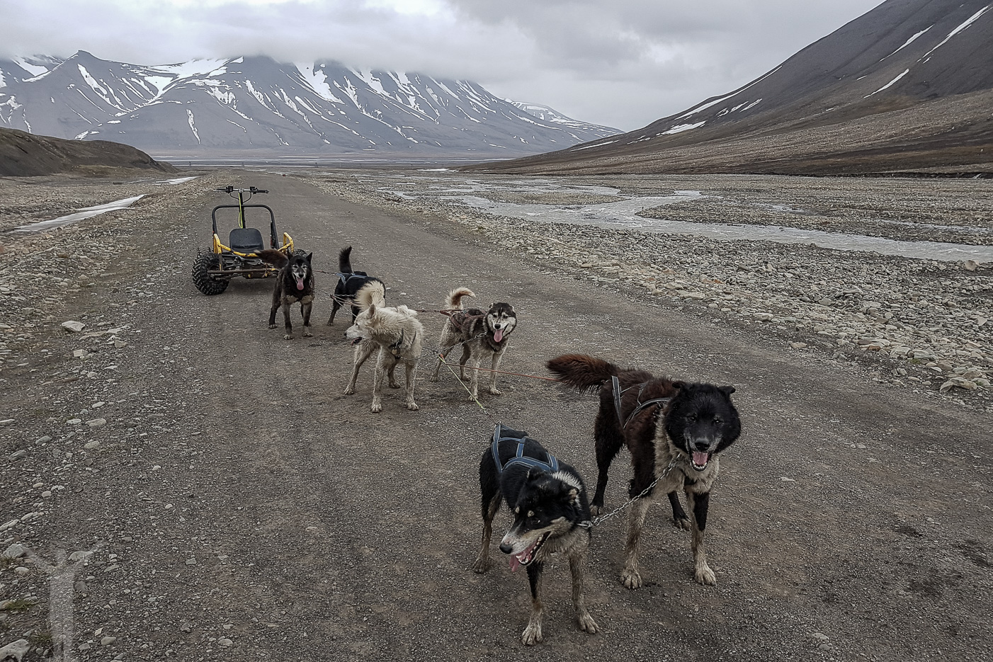 Hundspann med Alaskan Husky på Svalbard