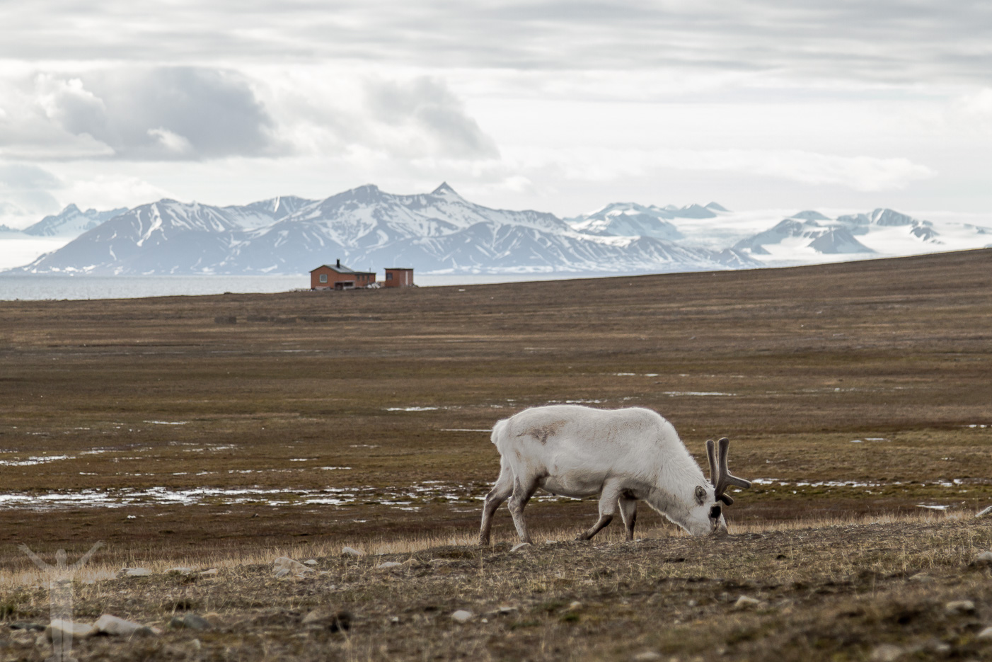Ren på Svalbard