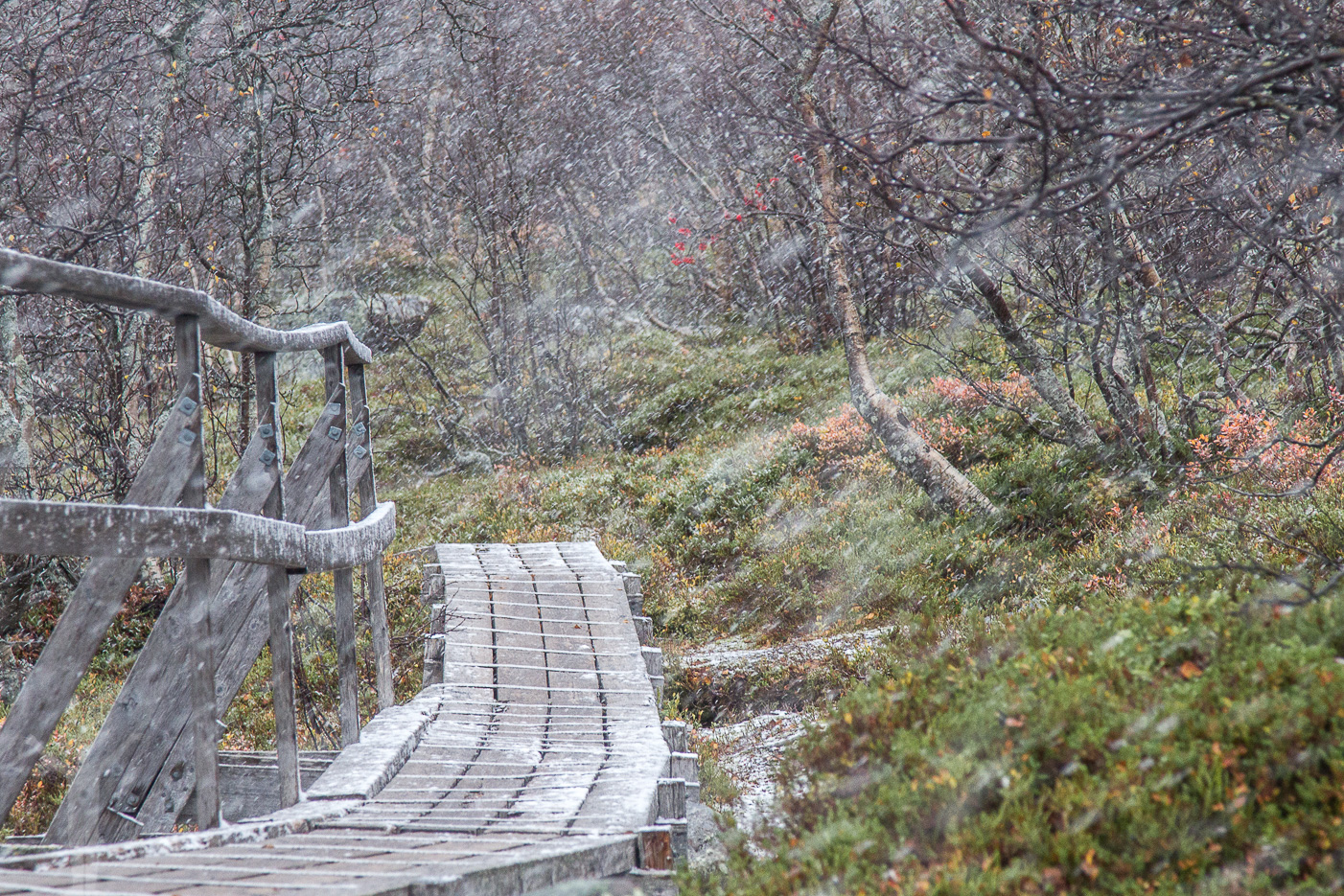 Snöfall i Fulufjällets nationalpark