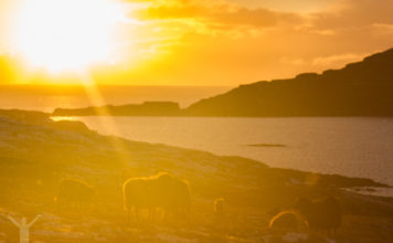 Solnedgång på Färöarna