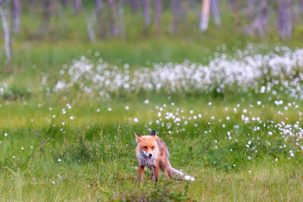 En räv i Jämtlands djupa skogar