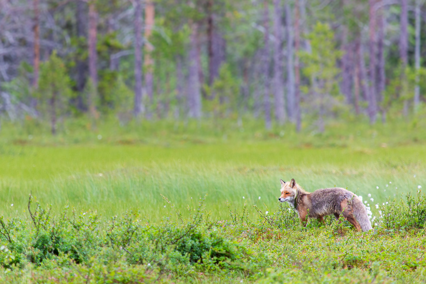 En räv kring vid vår björnspaning i Jämtland