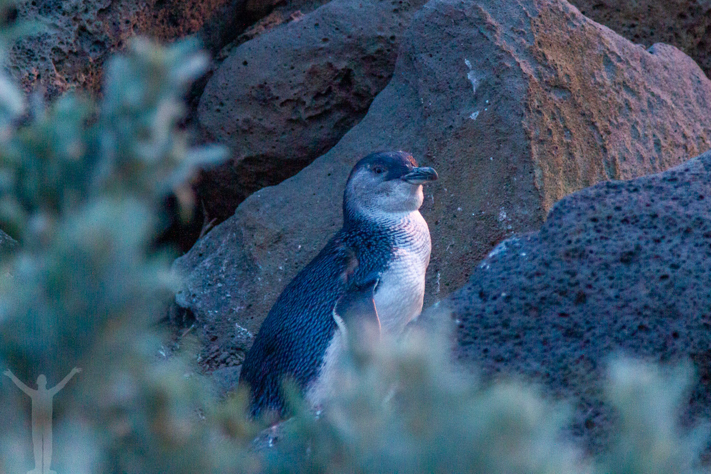 Pingvin vid St Kilda
