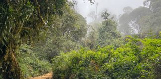 Mweka Trail - vacker vandring i djungeln